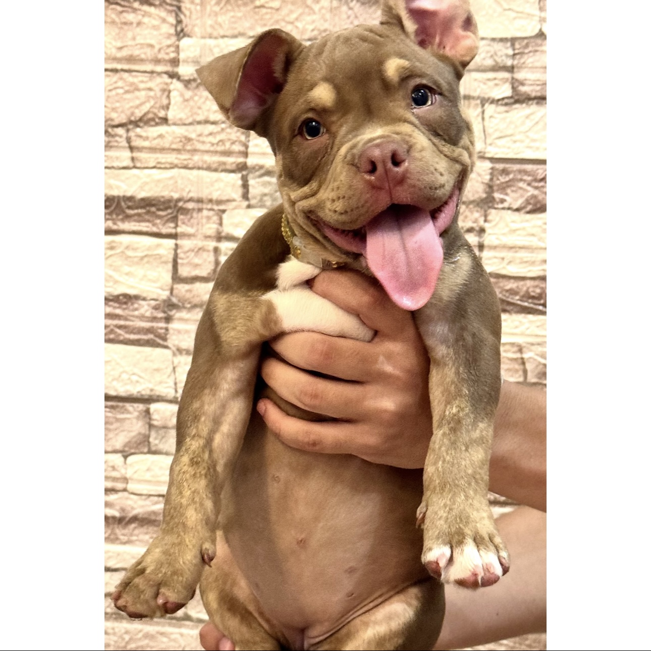 Portal Vendocão American Bully  Bauru 