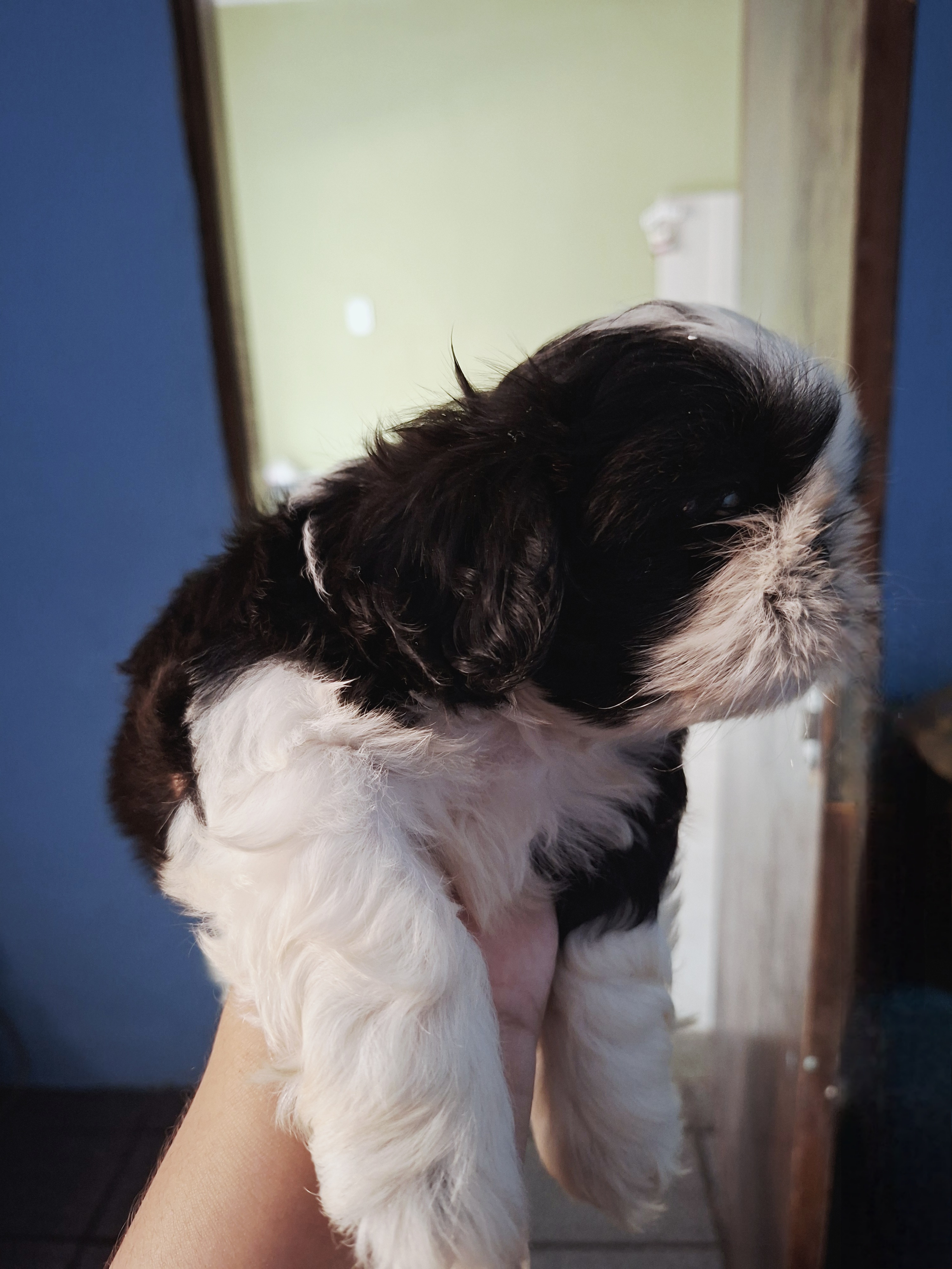 Portal Vendocão Shih Tzu  São Luís