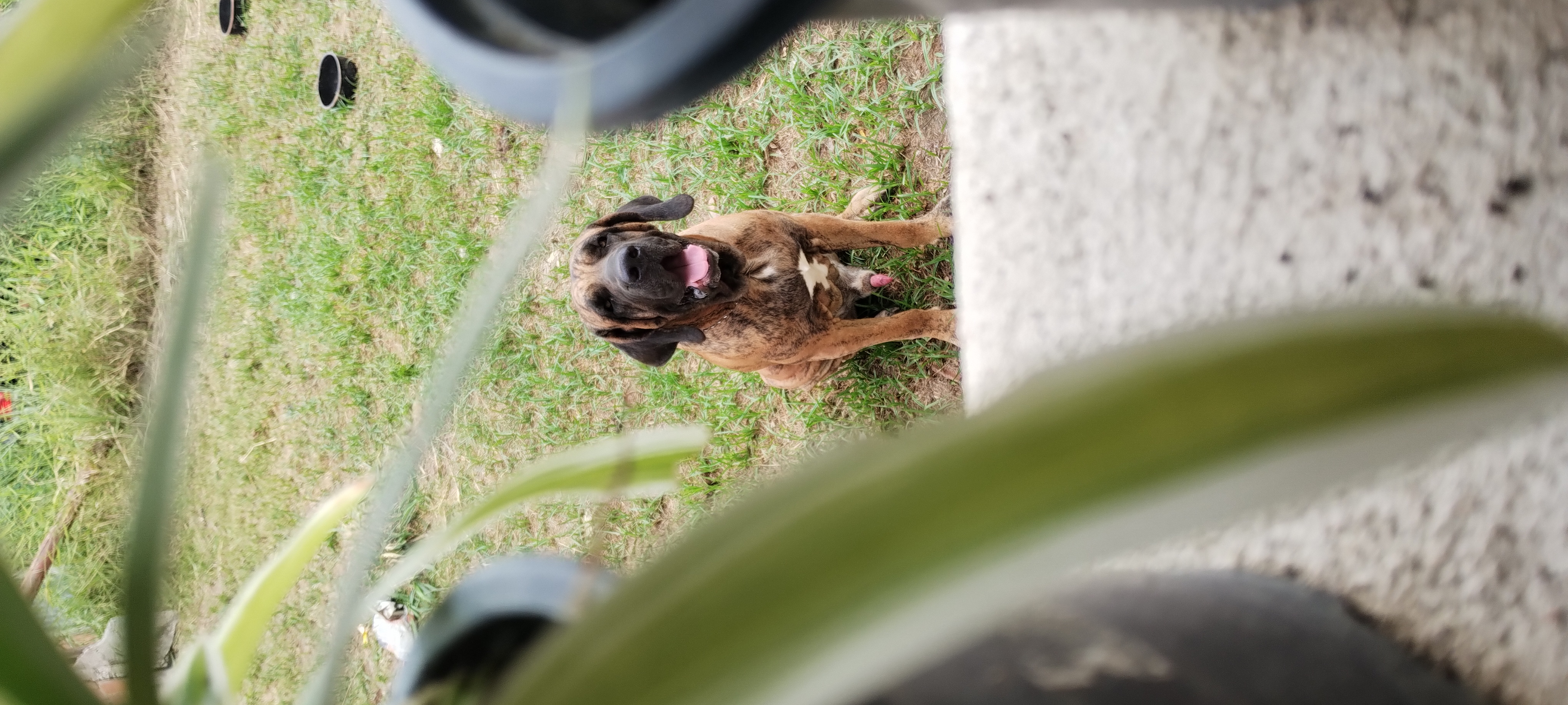 Filhotes de fila brasileiro  - Foto 1