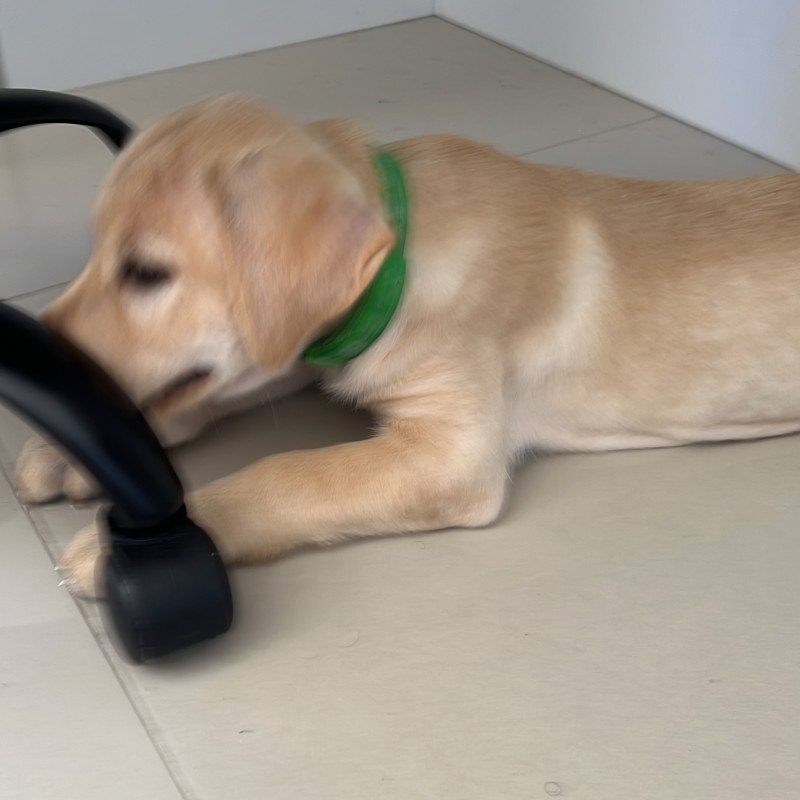 Labrador Puro