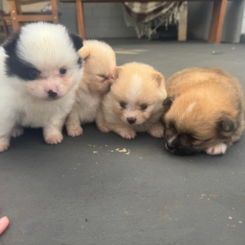 Lindos filhotes de spitz alemão legítimo - Foto 4