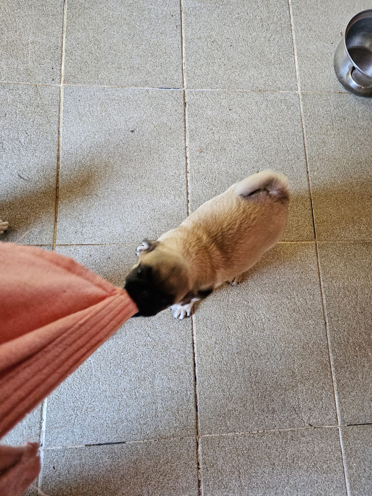 Portal Vendocão Vendo lindos filhotes de Pug Niterói