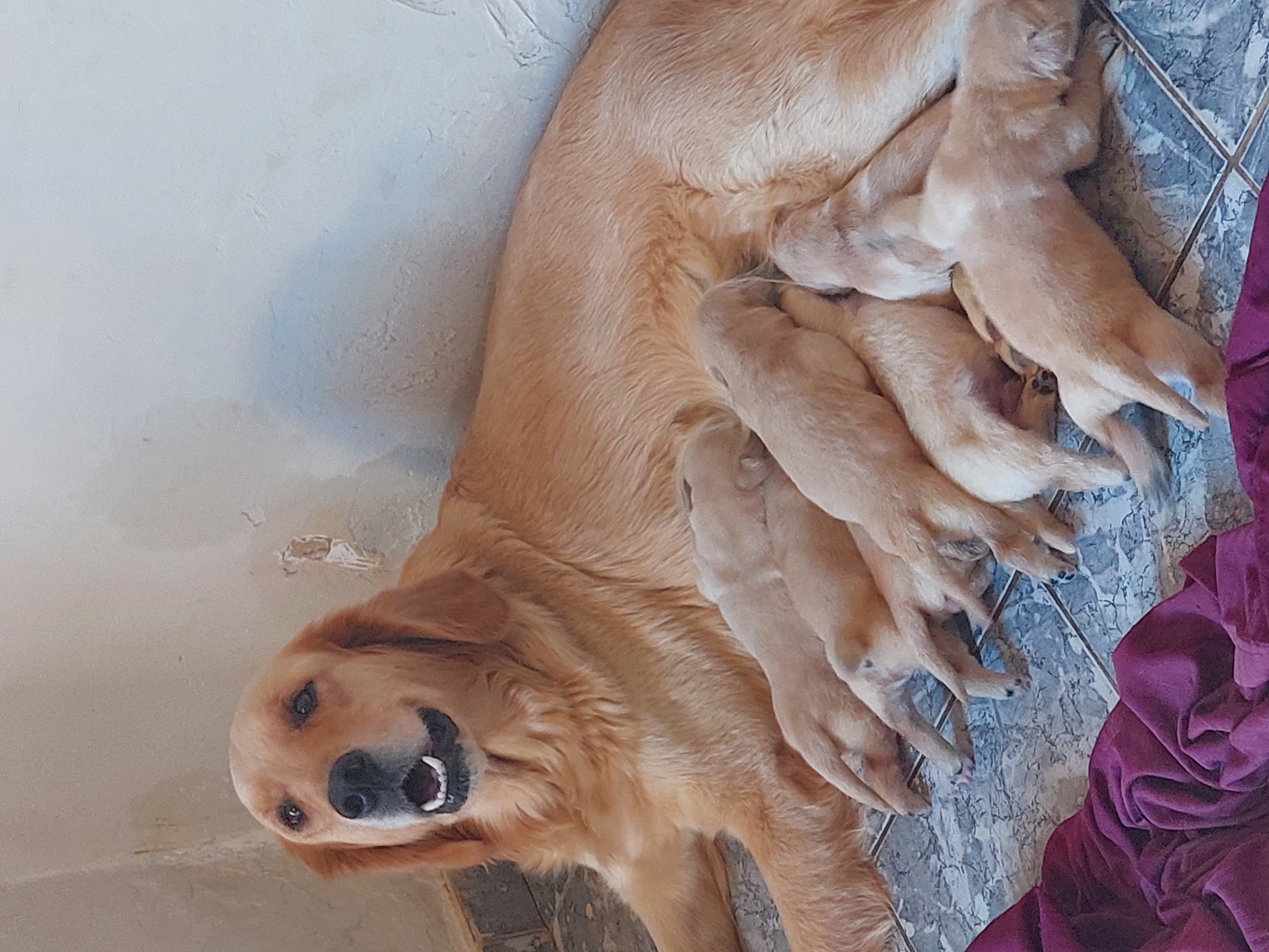 Portal Vendocão Filhote Golden macho con pedigree Montes claros