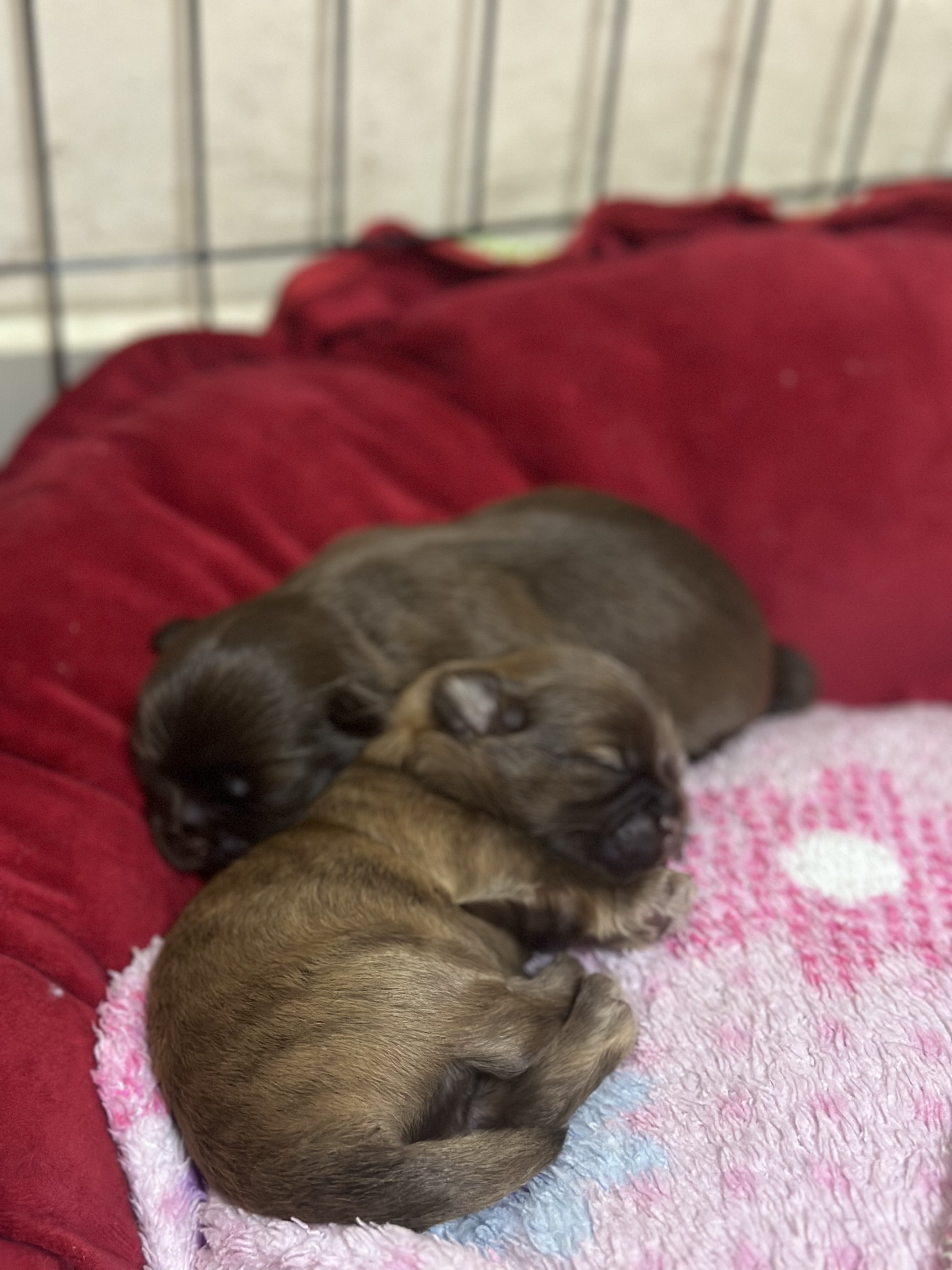 Shih Tzu exótico chocolate(macho e fêmea) - Foto 1