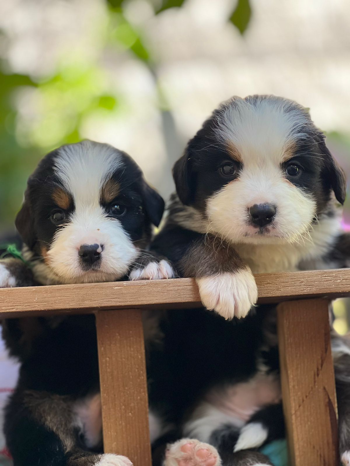 Belos Filhotes Bernese - Foto 2