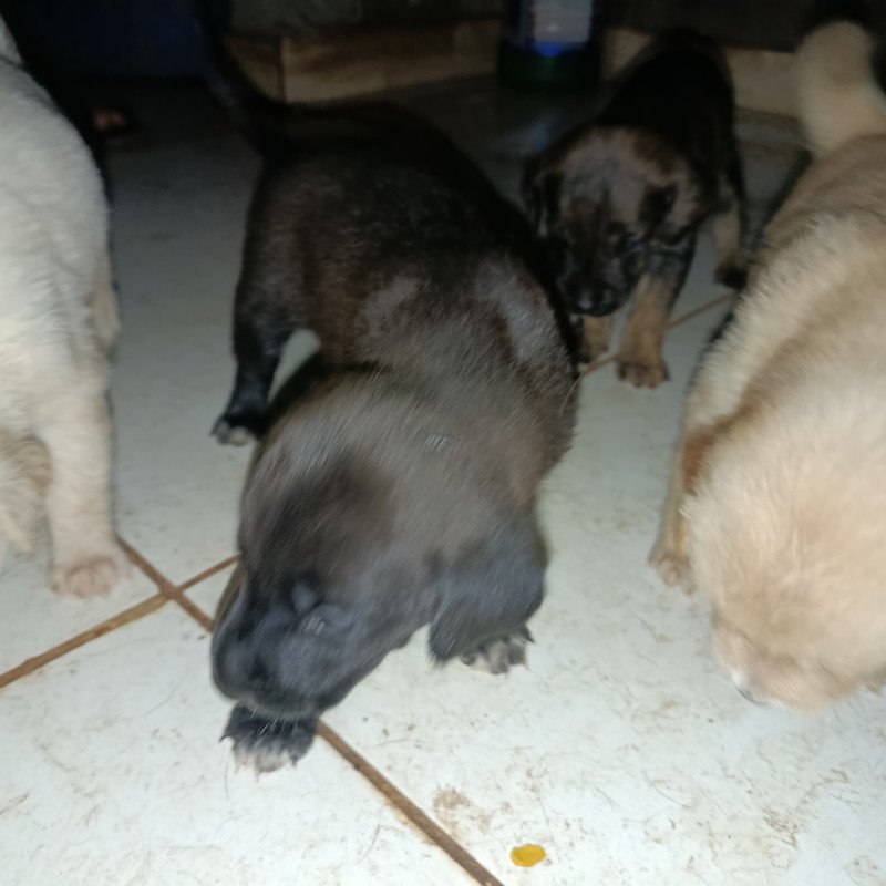 Filhotes de Golden retriever com pastor alemão - Foto 3