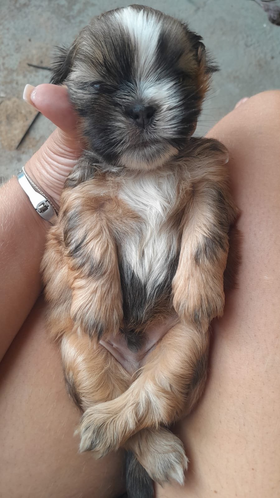 Vendo shitzu Goiânia Go  - Foto 4