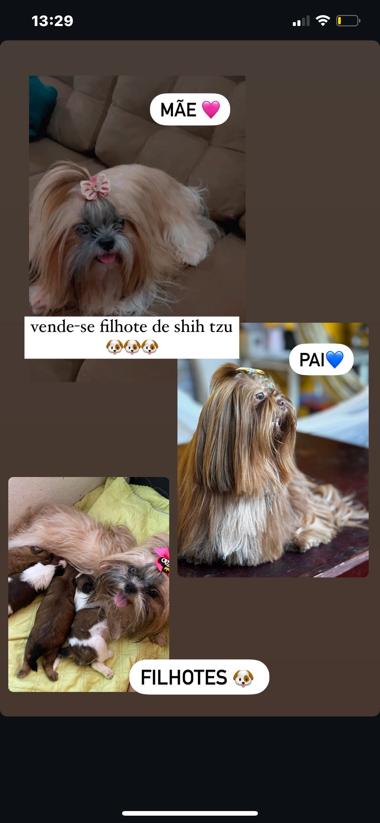 Portal Vendocão Shih tzu  Fortaleza 