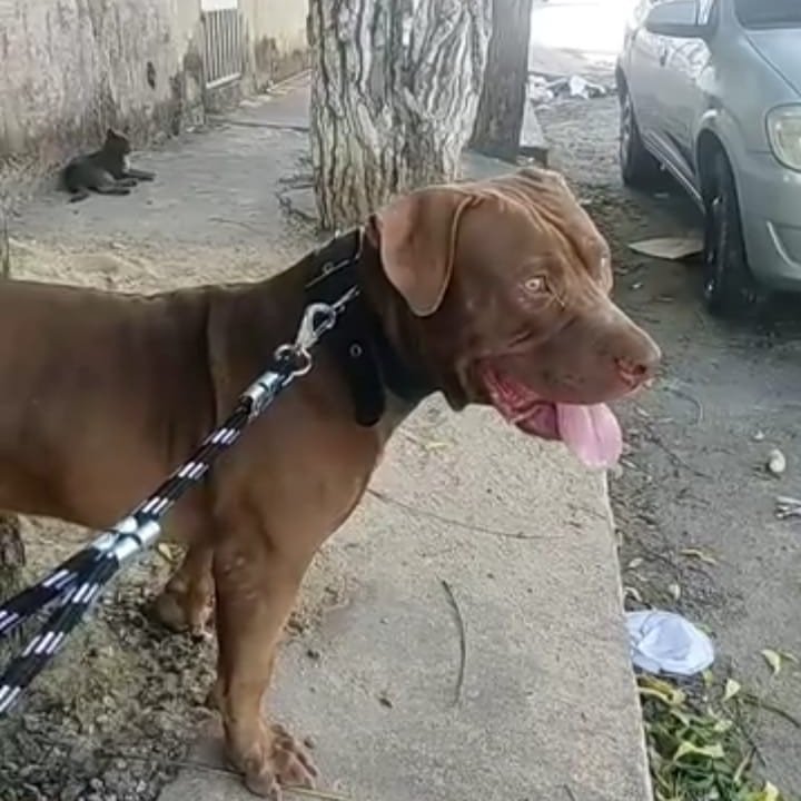 Pit monster 9 meses - Foto 1