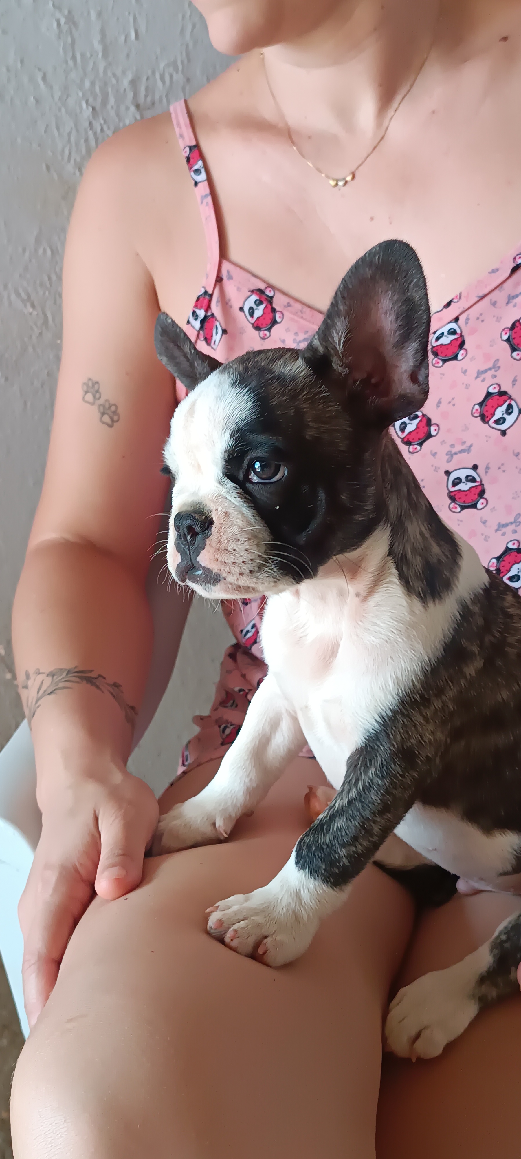 Portal Vendocão BULLDOGS FRANCÊS  Planaltina 