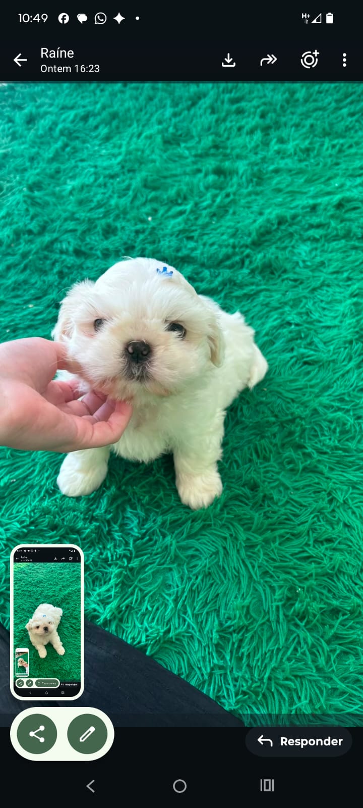 Shitszu, lindo e ótimo temperamento!  - Foto 4