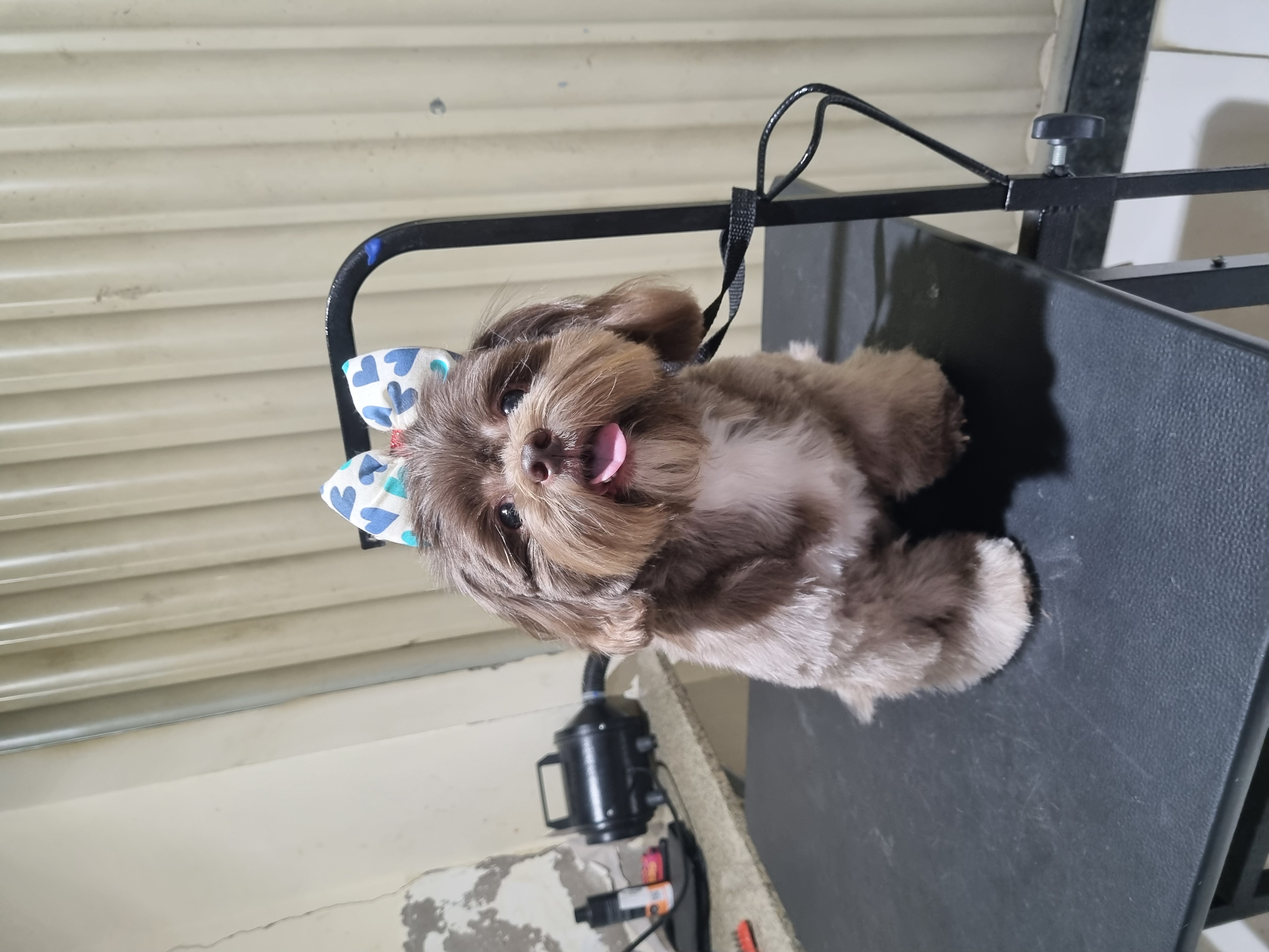 Portal Vendocão Lindos filhotes de shihtzu puros  Vitória da Conquista