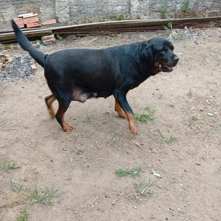 Filhotes de rottweiler - Foto 1