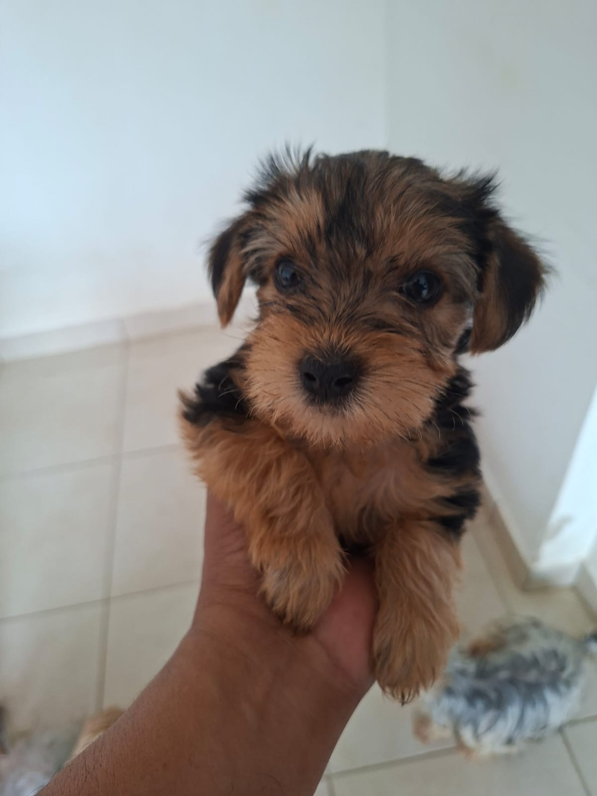 Vendo filhotes yorkshire terrier  - Foto 2