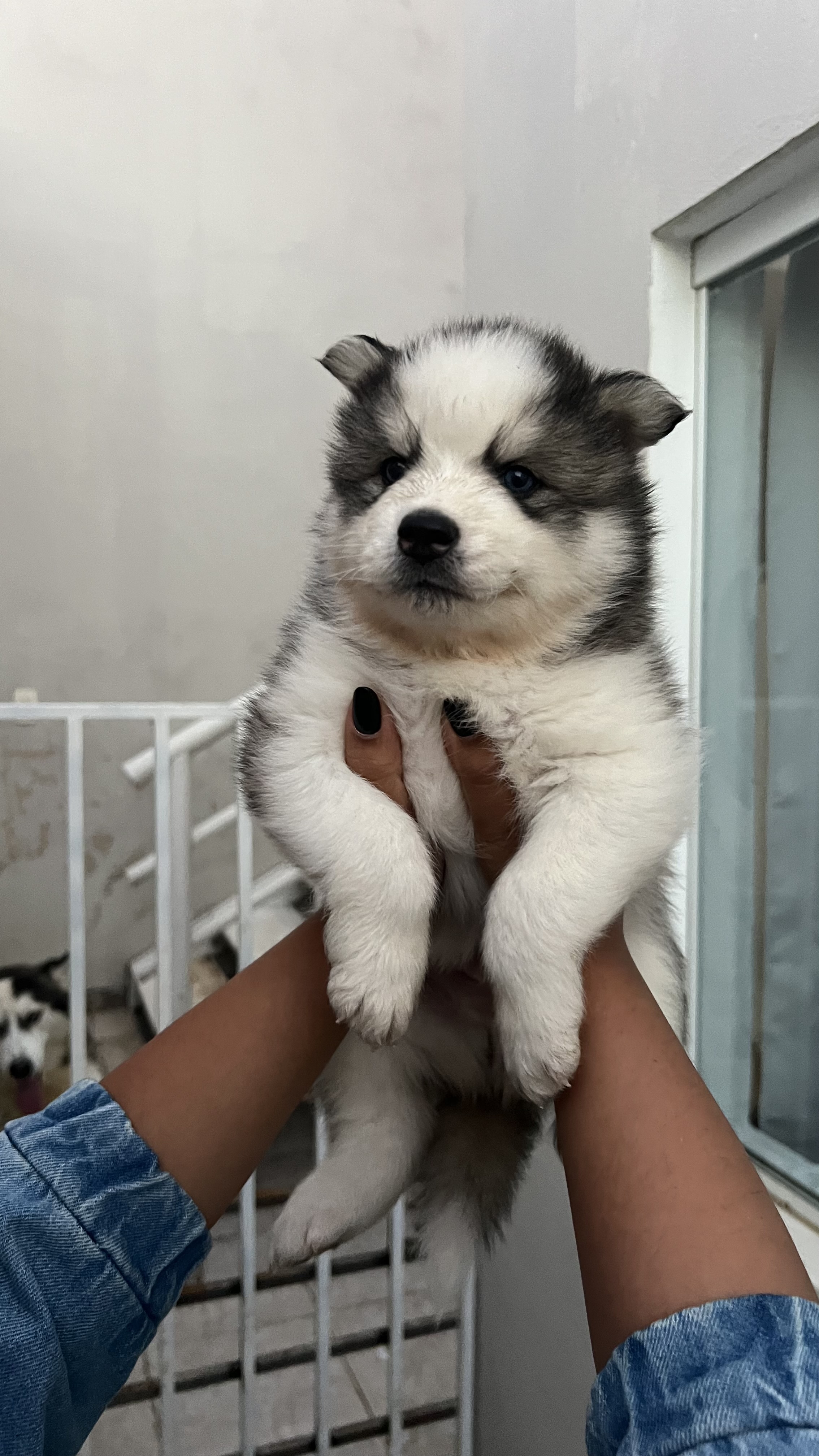 Portal Vendocão Filhote de Husky Siberiano  Sorocaba