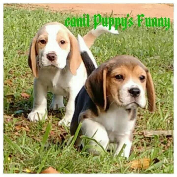 Beagle um amigo para todas as horas - Foto 2