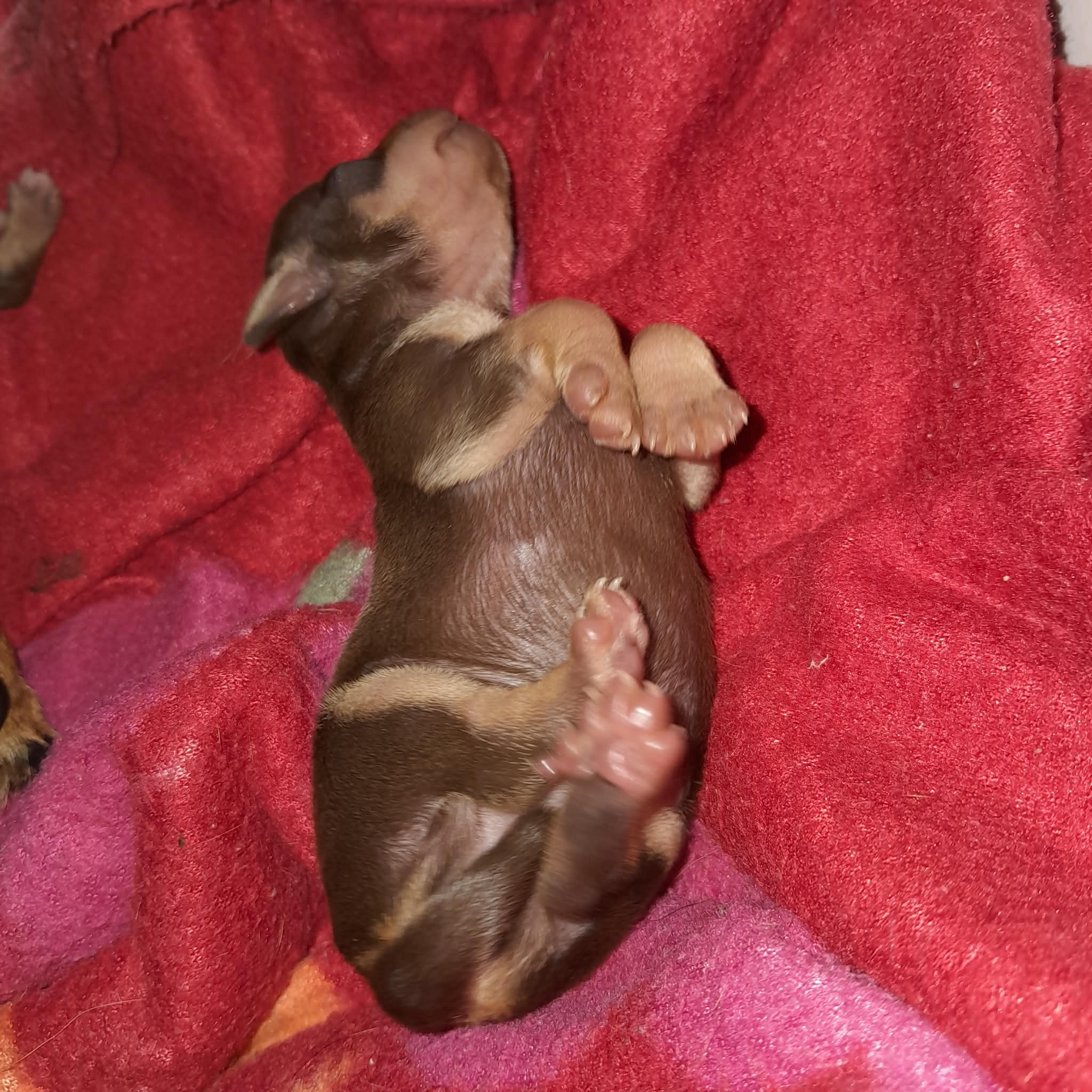 PINCHER FÊMEA 2 MESES COR CHOCOLATE LINDA - Foto 2