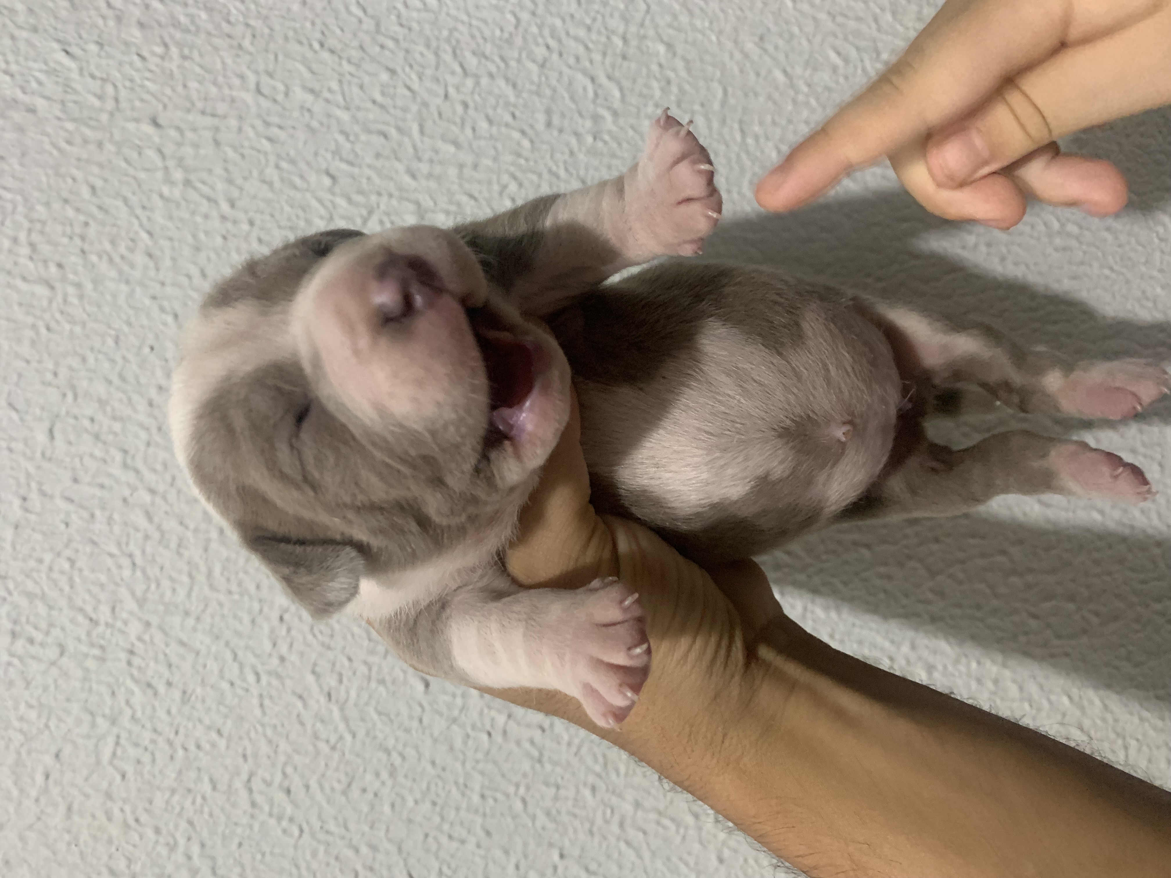 Filhotes de American Bully - Foto 2