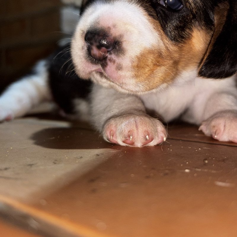 Lindos filhotes de beagle raça pura