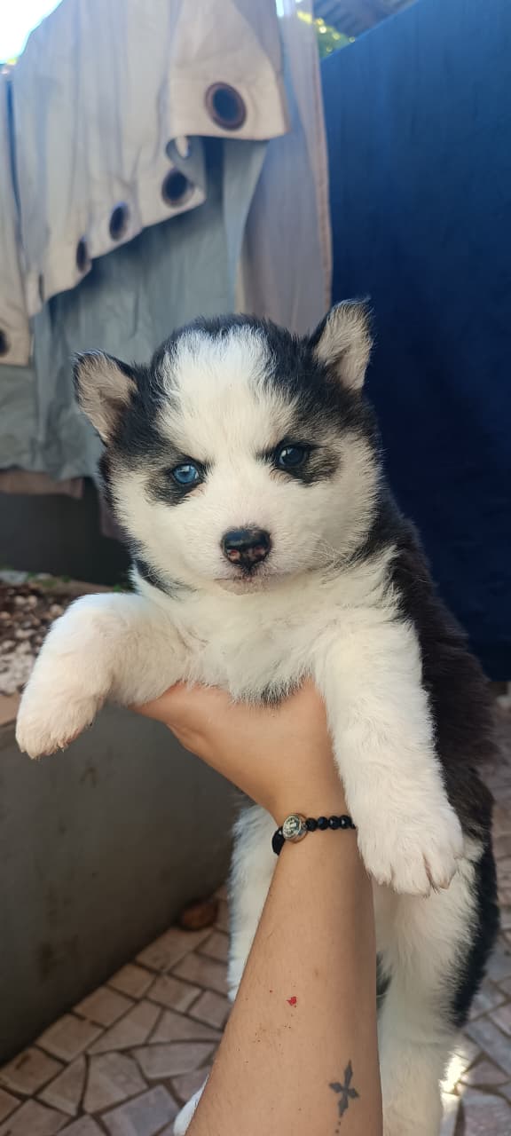 Portal Vendocão Filhotes de Husky Siberiano Cascavel