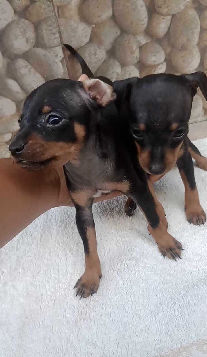 filhotes de Pinscher Campos dos Goytacazes 