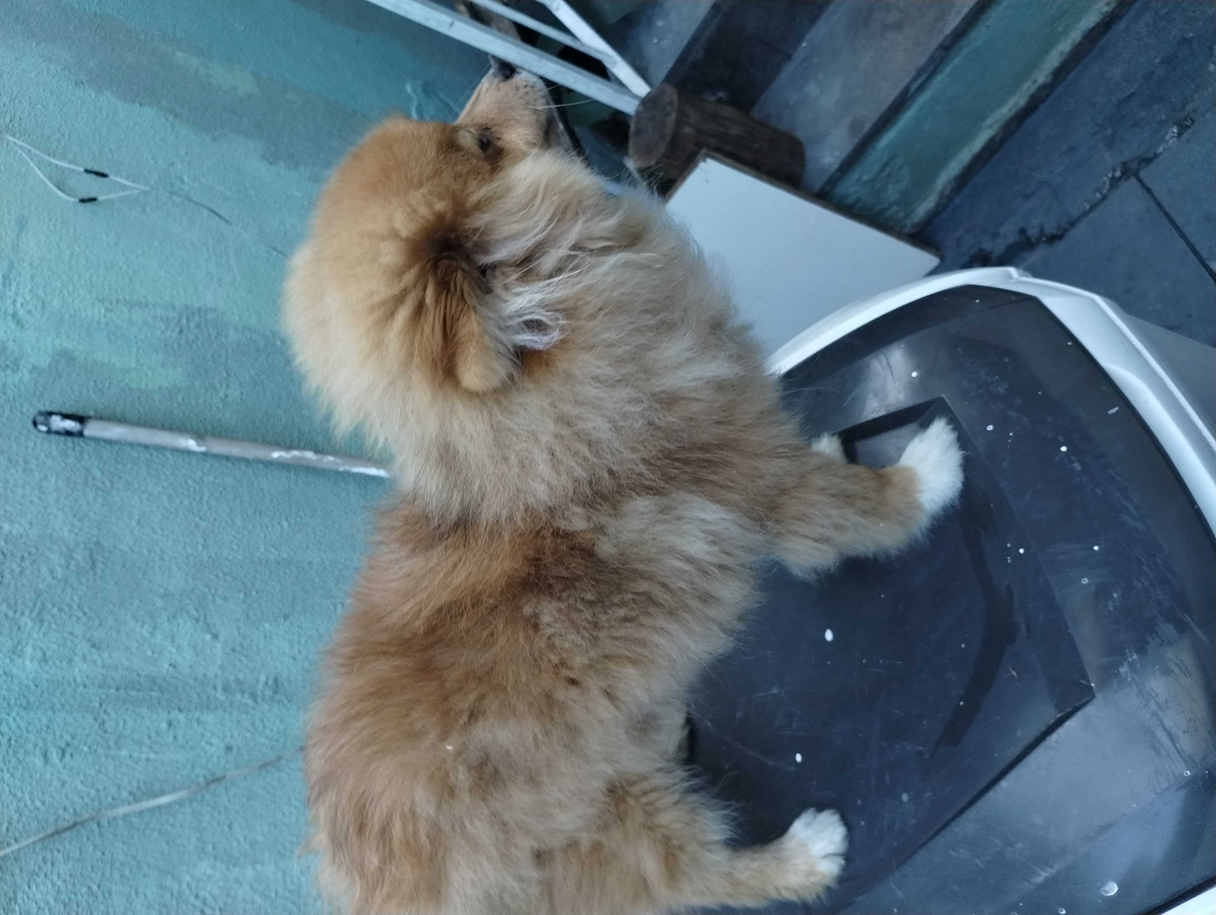 Portal Vendocão Vendo Spitz alemão ainda é novinho ele tem 4 meses vou viajar infelizmente não posso ficar com ele comprei faz pouco tempo no Embu é um cachorro dócil amigo e amoroso Sp