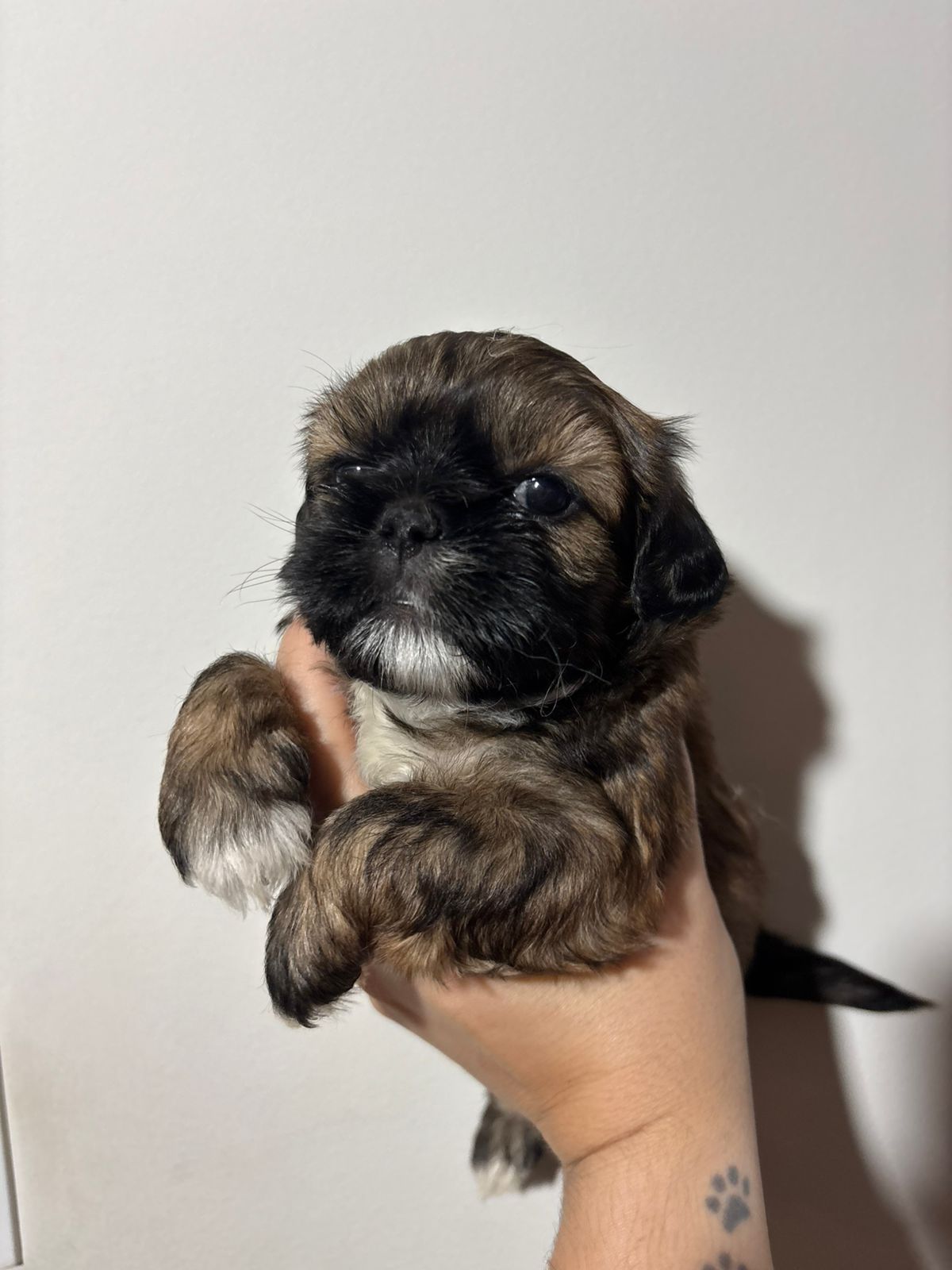 Portal Vendocão Filhotes fêmeas de Shih-tzu. Prontas para retirada Americana SP