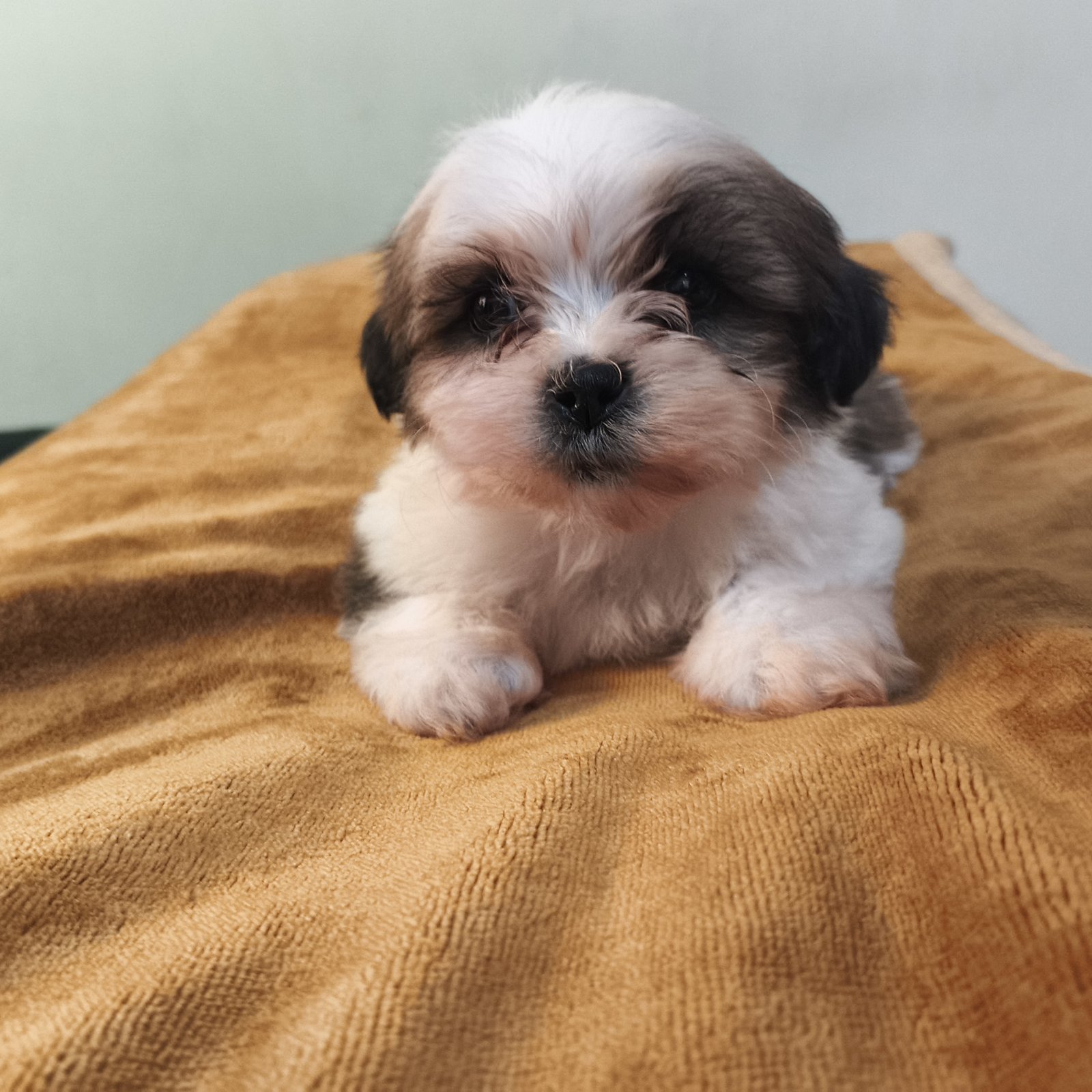 Filhote Lhasa Apso - Foto 2