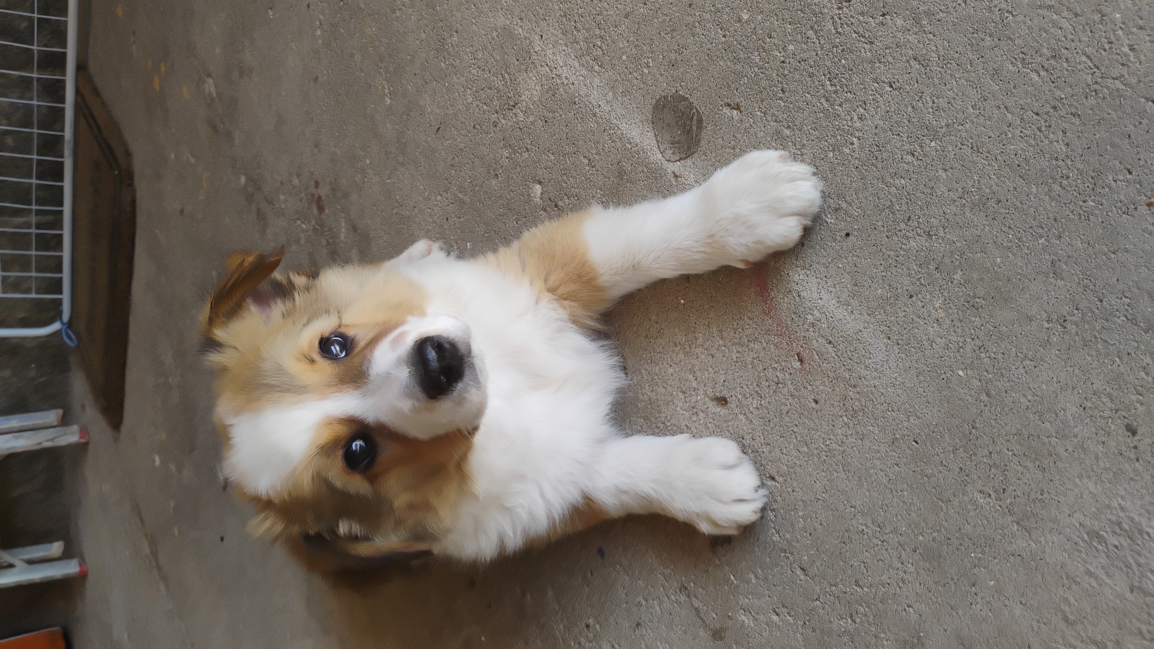 Portal Vendocão BORDER COLLIE  Araruama