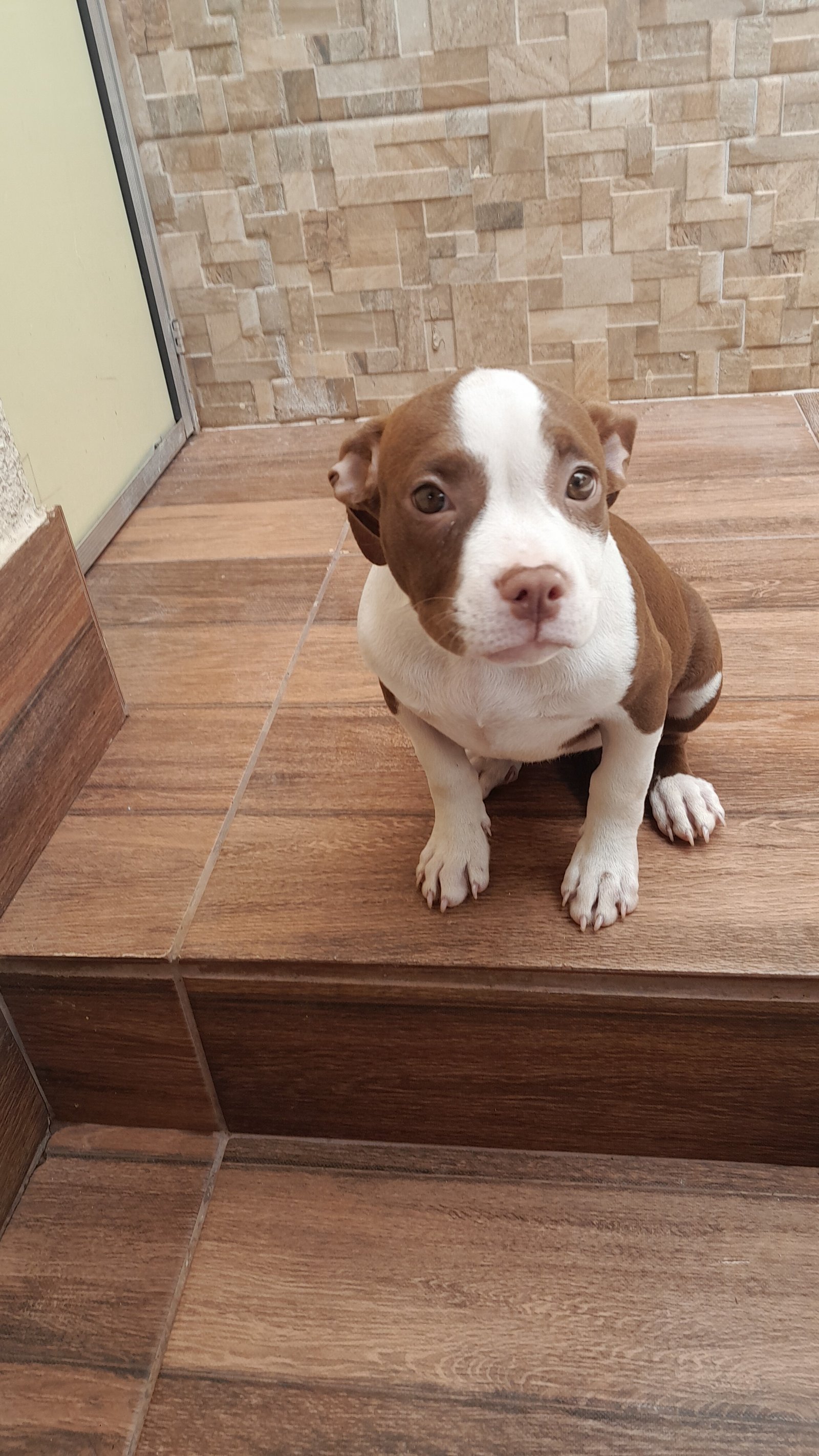AMERICAN BULLY  FRMEA  - Foto 1