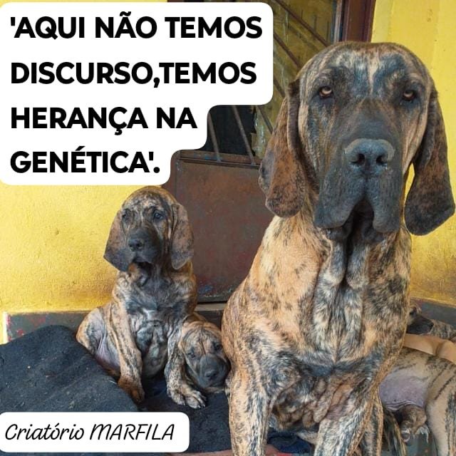 Filhotes de Fila Brasileiro