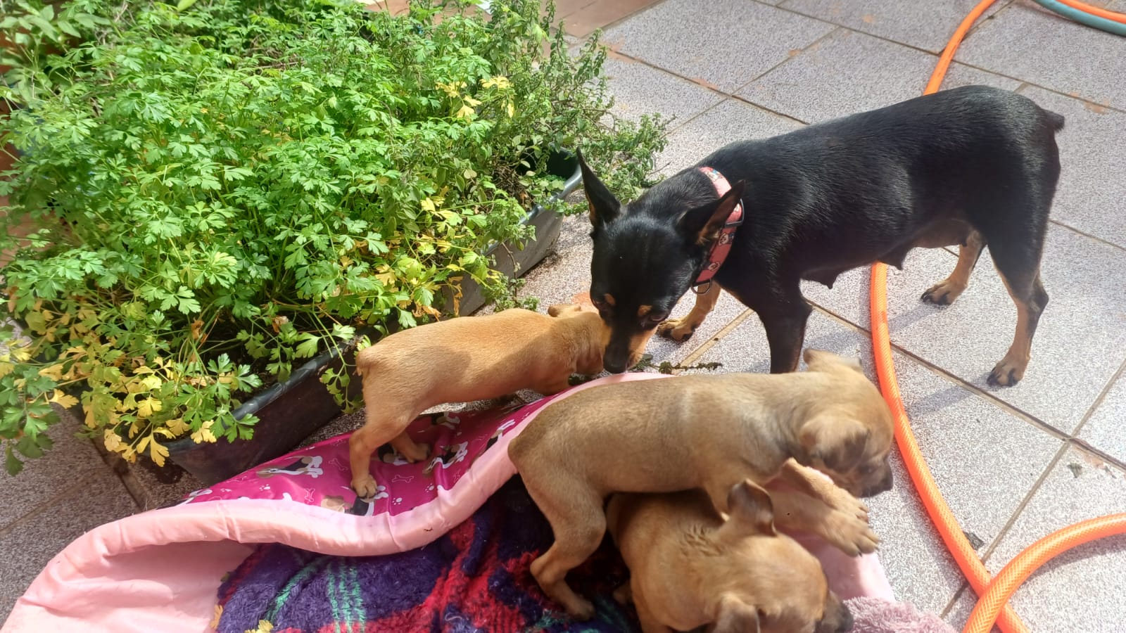 Filhote de pinscher