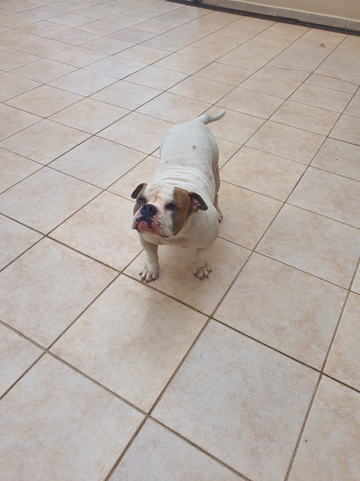 Portal Vendocão Casal American Bully curitiba