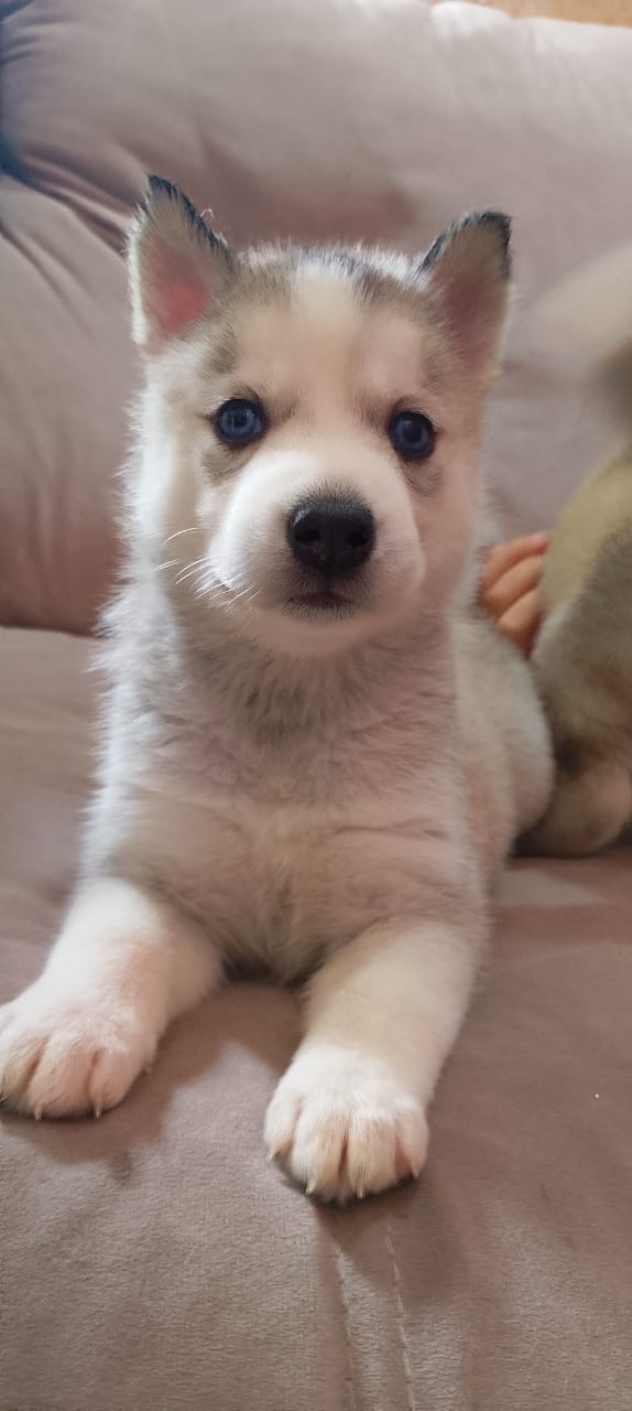 Portal Vendocão Husky siberiano  Franco da rocha 