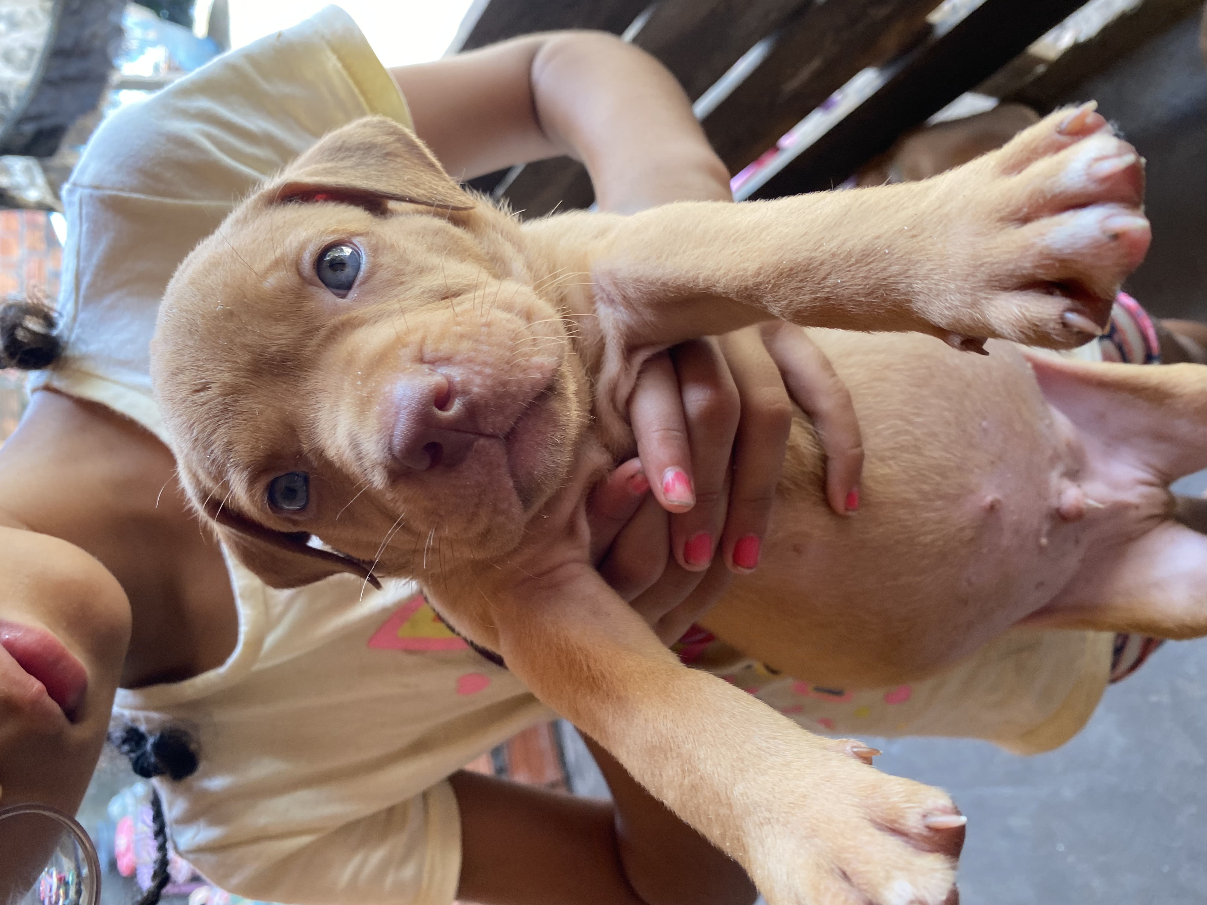 Portal Vendocão Pitbull monster  São Luís 