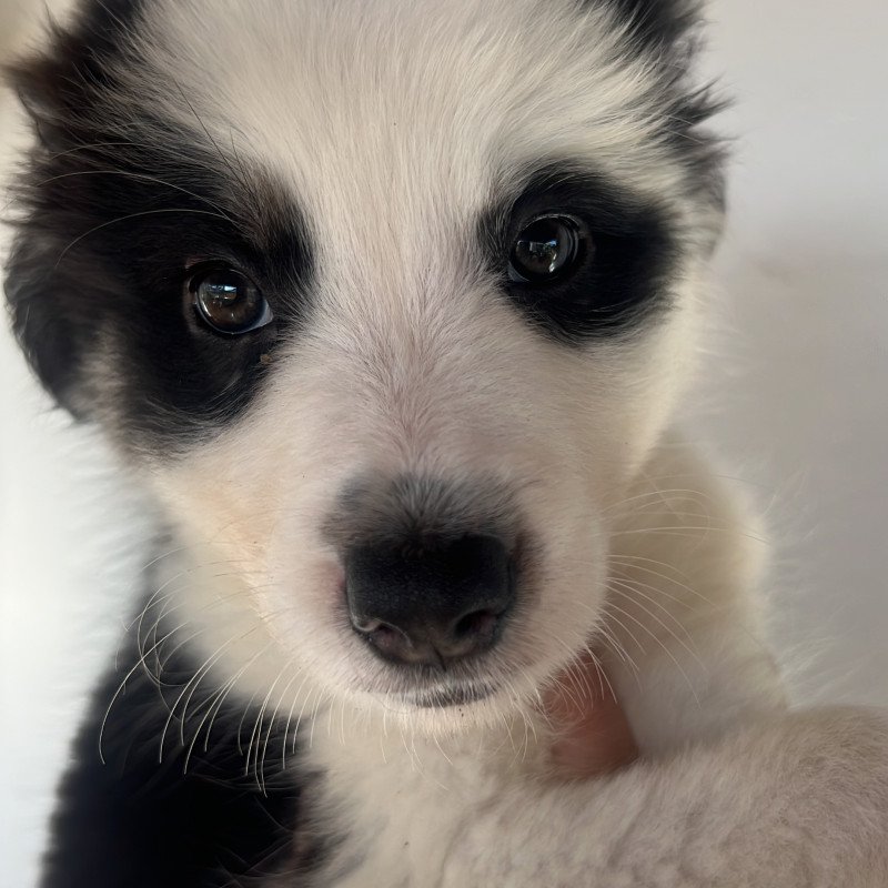 Filhotes Boder Collie