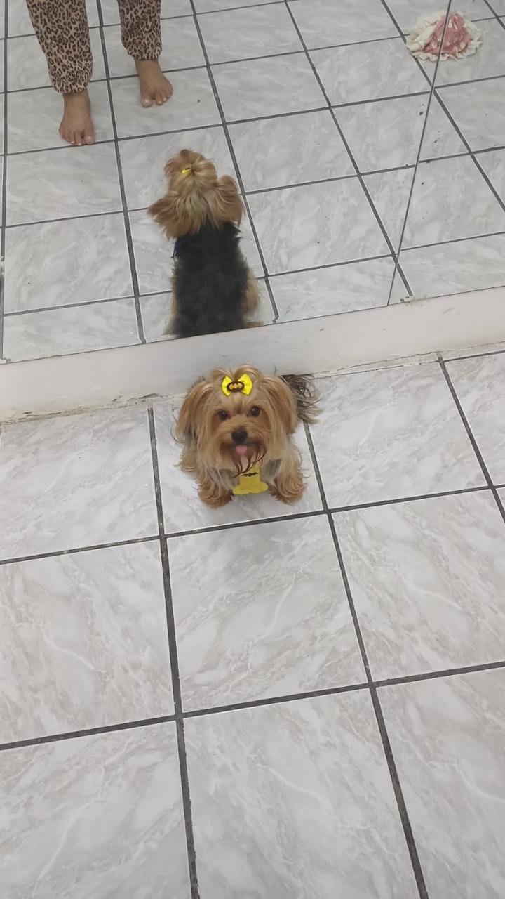 Yorkshire fêmea 2 meses - Foto 4