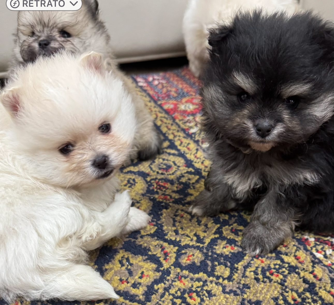 Portal Vendocão FILHOTES DE SPIZT ALEMÃO - MICRO E ANAO  sao paulo