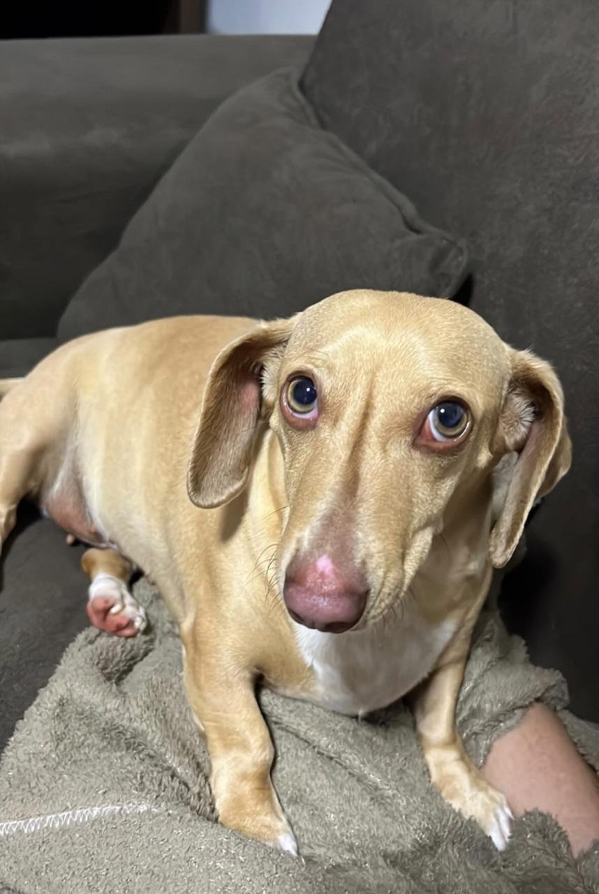 Filhote Dachshund (Salsicha) puro – Macho - Foto 1