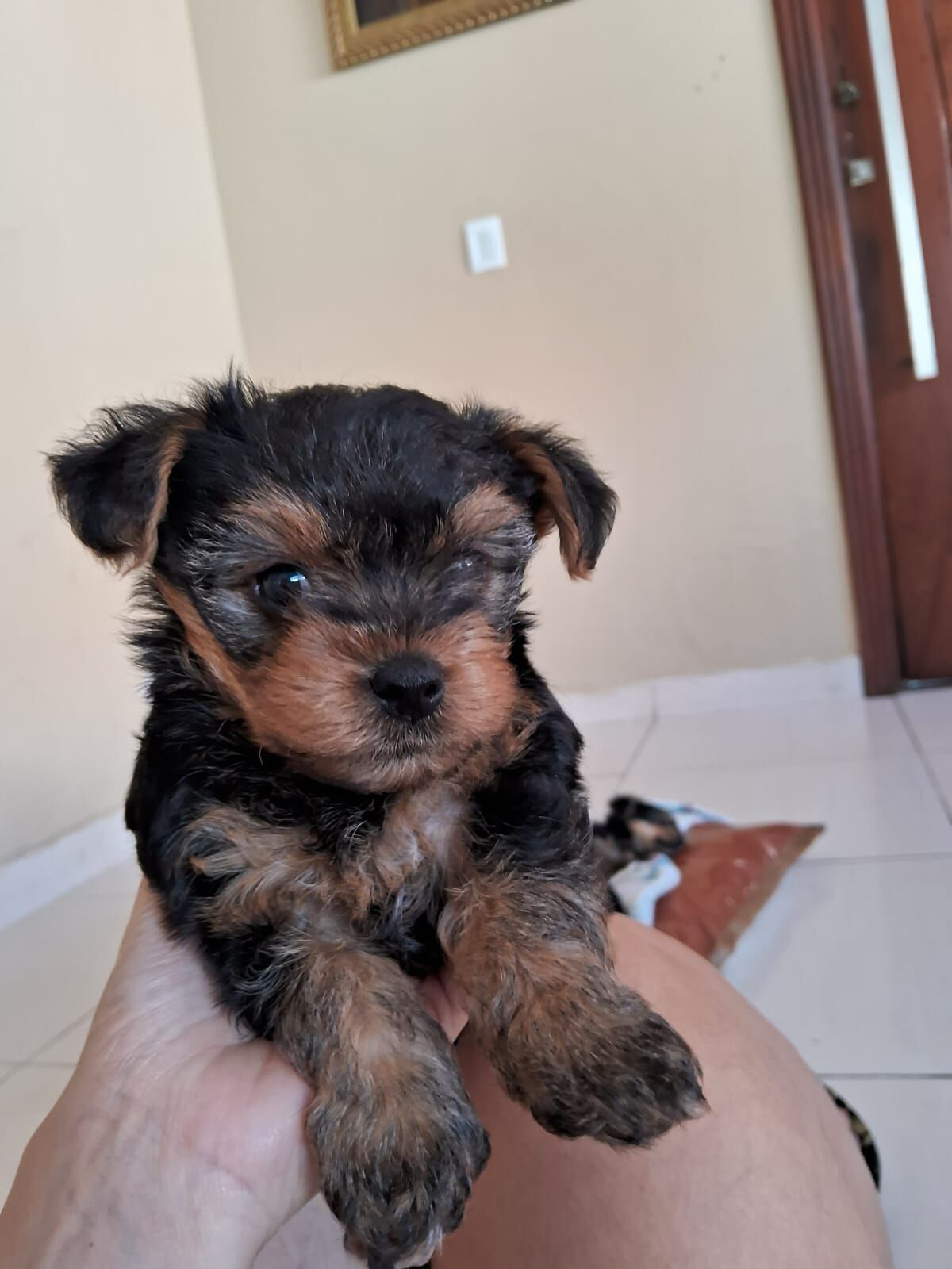 Vendo filhotes machinho de Yorkshire mini - Foto 4