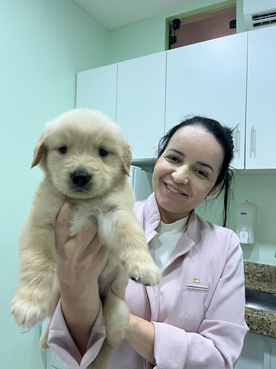Portal Vendocão Vendo lindos filhotes de Goldem  Cabo frio