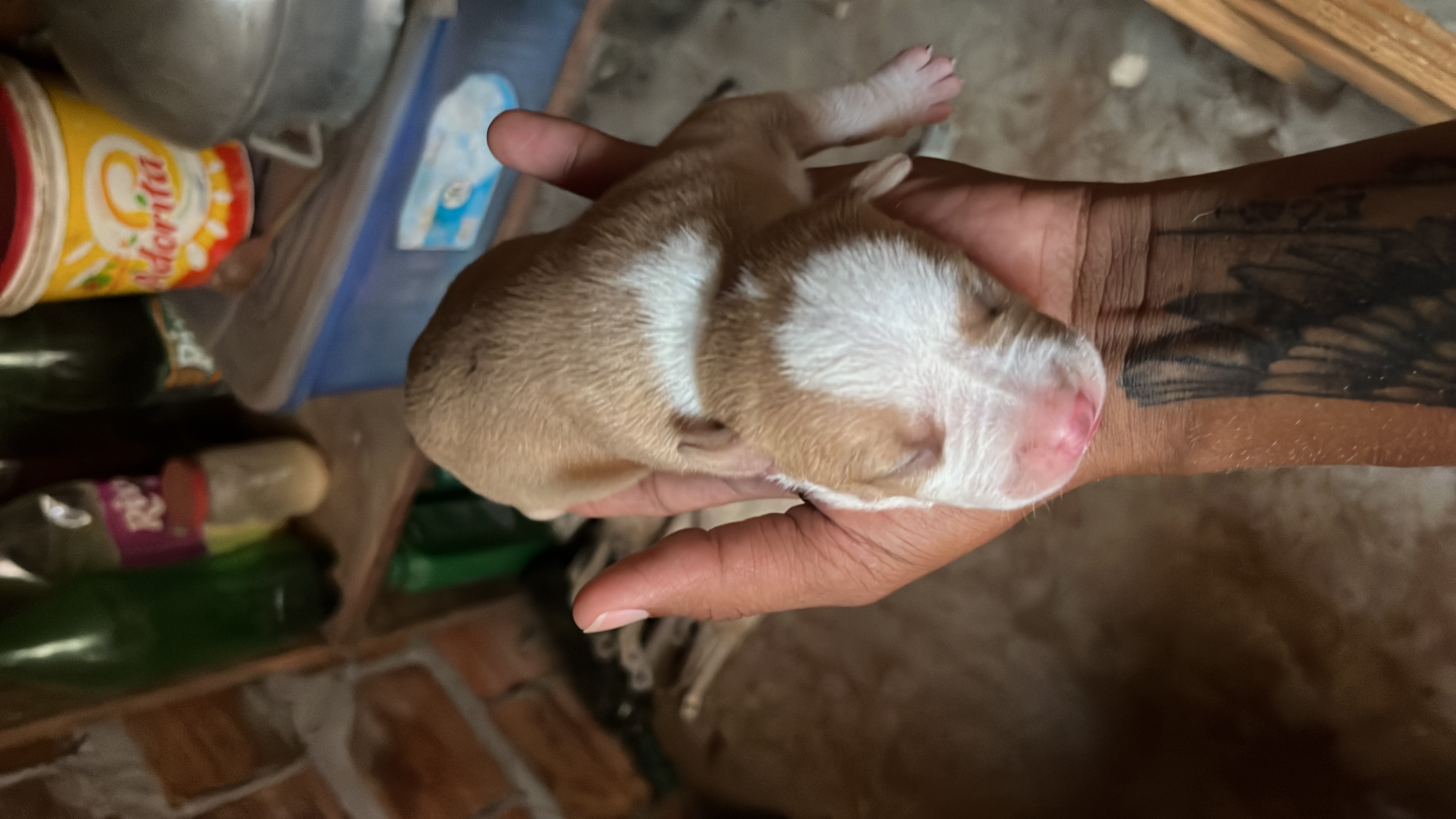 Portal Vendocão Venda de filhote de Pitbull São Sebastião 