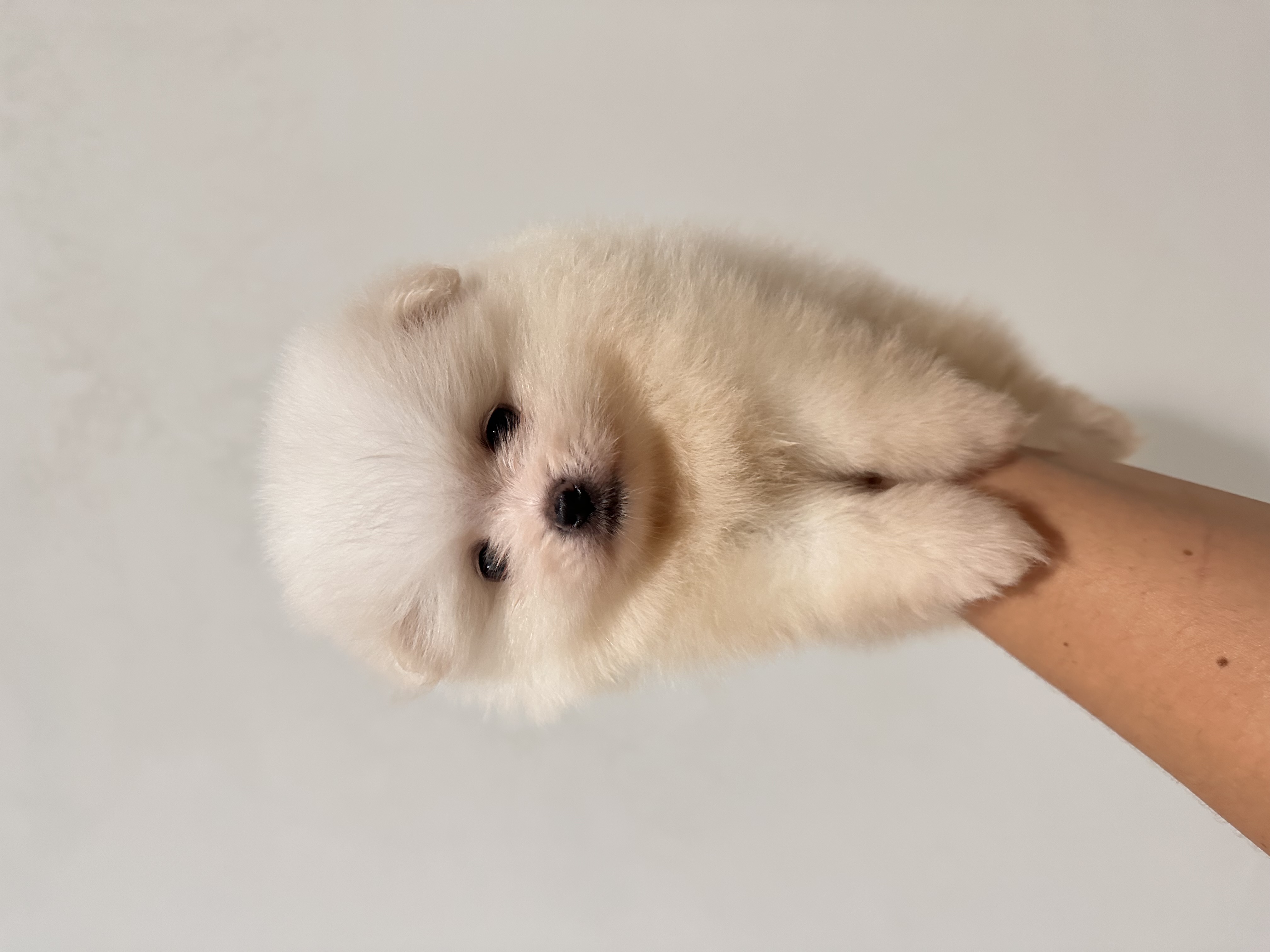 Spitz alemão anao (Lulu da pomerania) - Foto 3