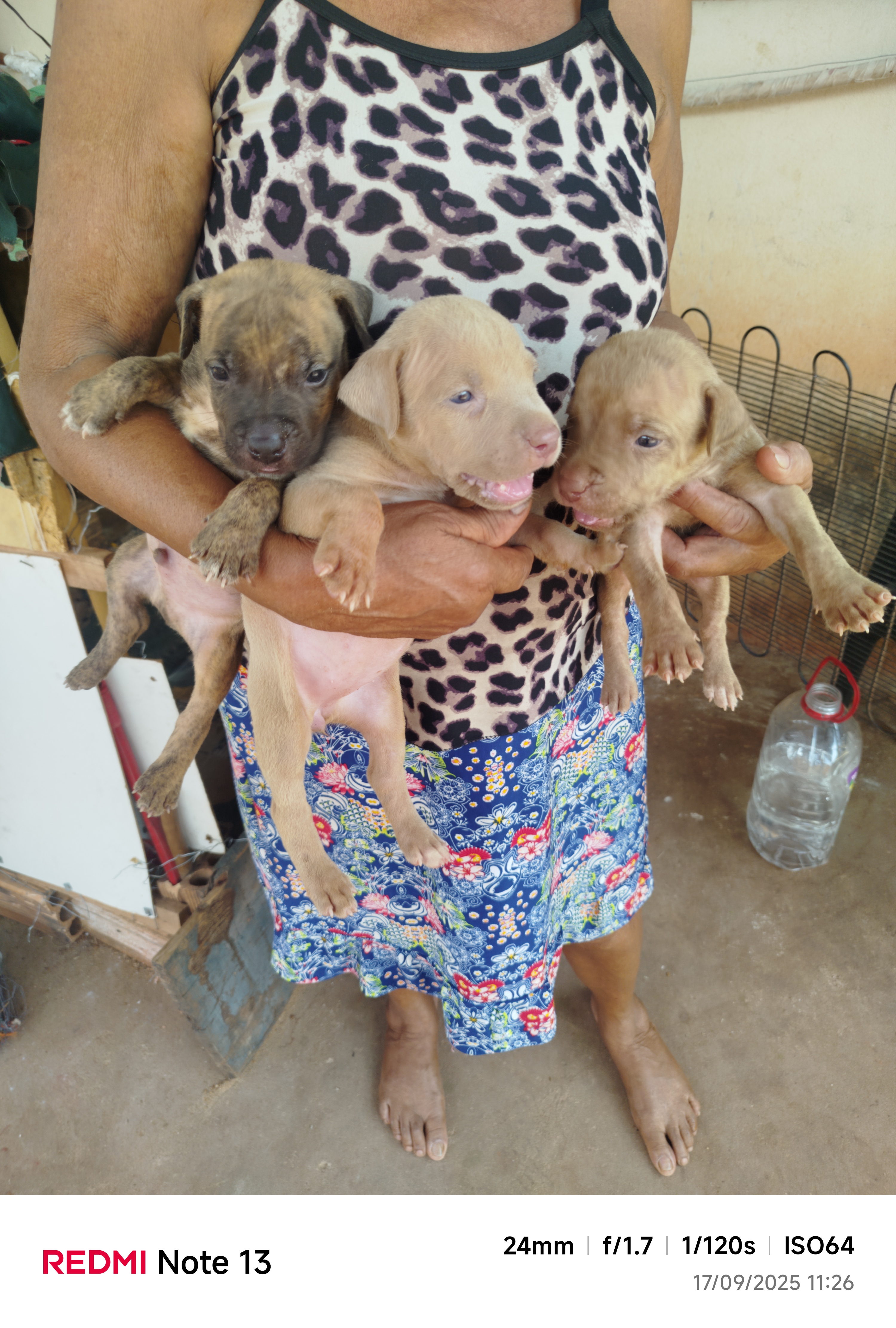 Portal Vendocão Filhotes Pitbulls  Colinas do Tocantins
