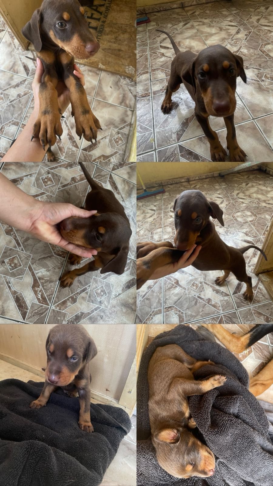 Filhote de doberman 