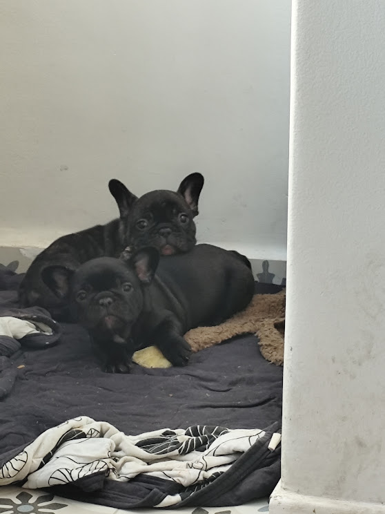Portal Vendocão 🐾✨ Filhotes de Bulldog Francês à venda! ✨🐾 BELO HORIZONTE