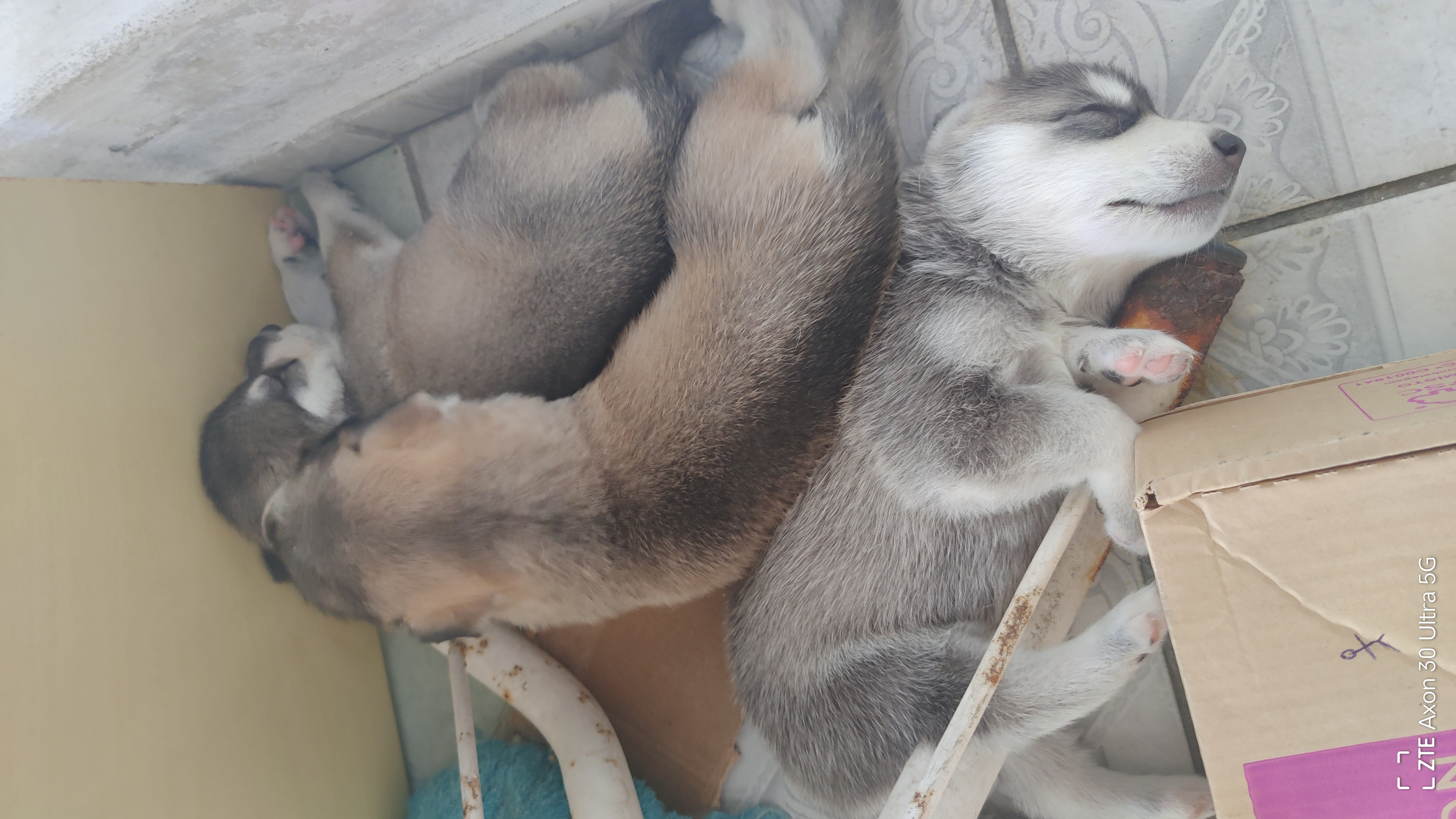 filhotes de Husky Siberiano Recife