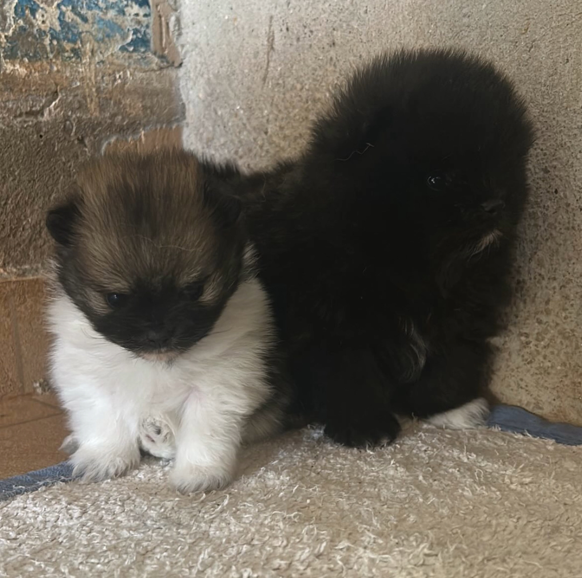 Portal Vendocão Vendo Spitz Alemão Brasília-DF