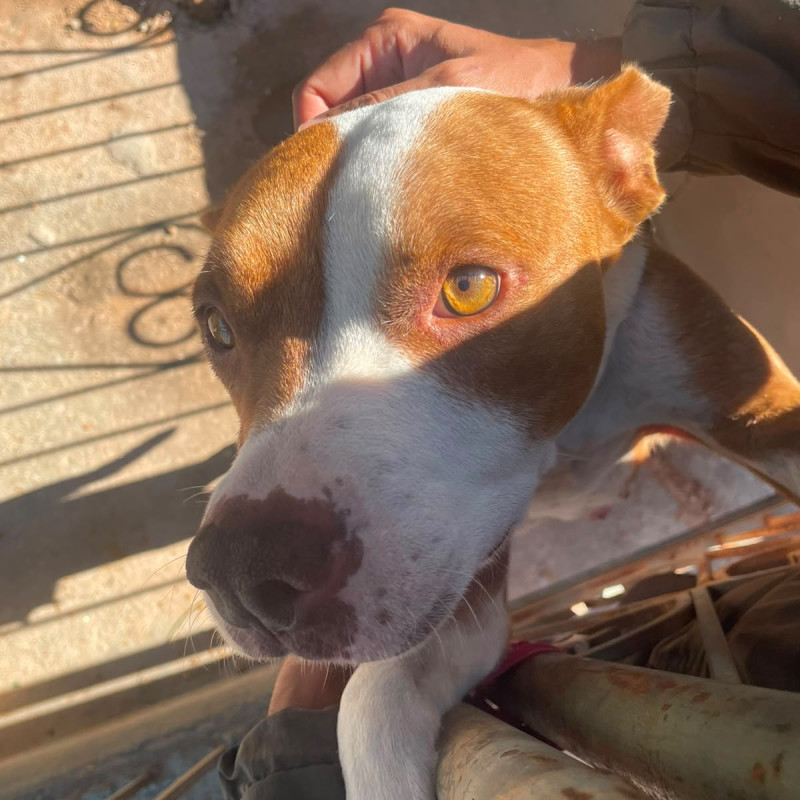 Filhotes de American Staffordshire (amstaff) - Foto 5
