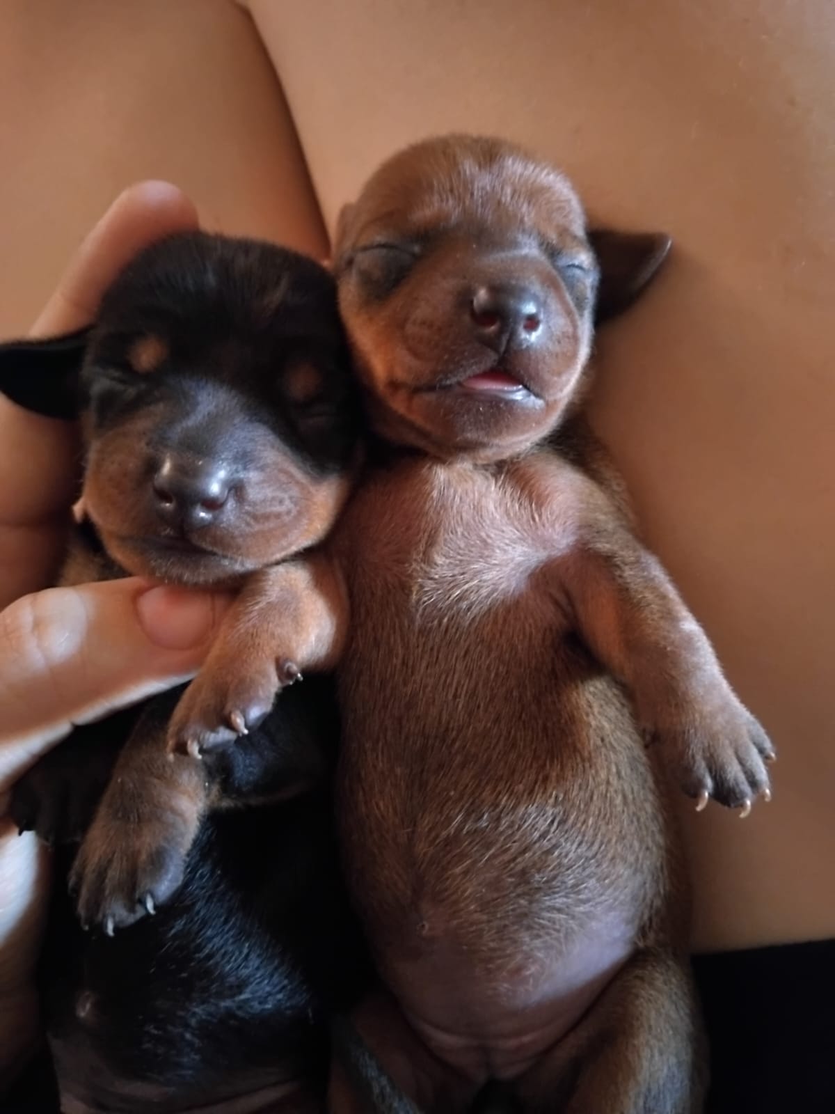 Portal Vendocão Filhotes de dachshund Fortaleza